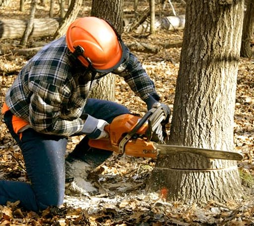Tree Removal in Columbus City, IA